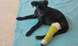 a dog with a broken leg