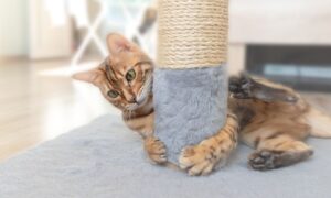 A cat using a fabric post to scratch