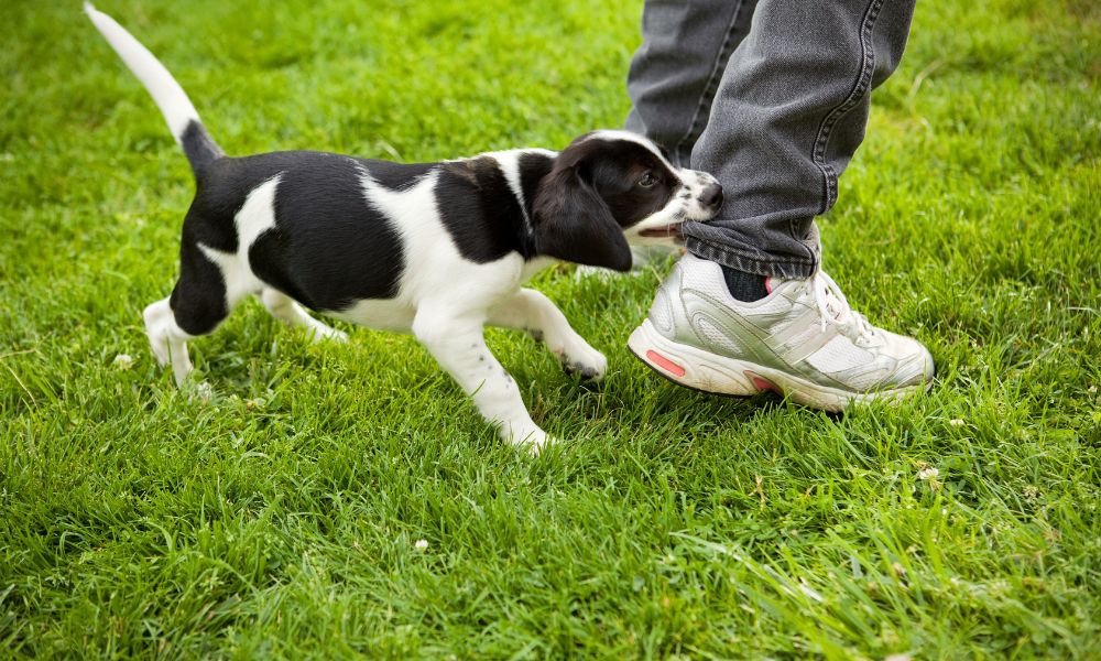 a dog biting someone's jeans