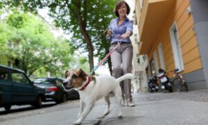 A dog walker walking her dog