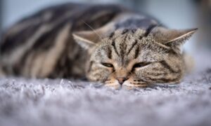 An ill cat