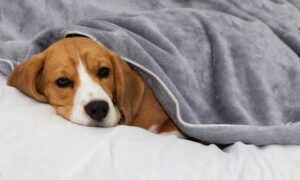 An ill dog