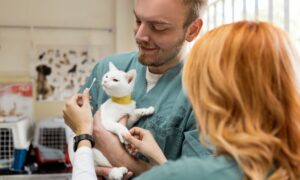 A vet giving a cat medicine