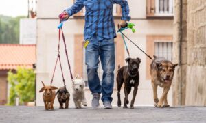 A dog walker walking lots of dogs