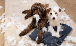 Two dogs laying on a rug with a cushion which they've chewed, leaving feathers all over the floor.