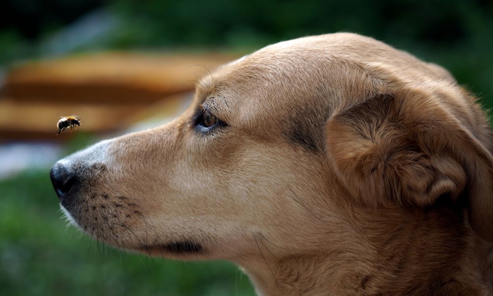Pet Sitter Club