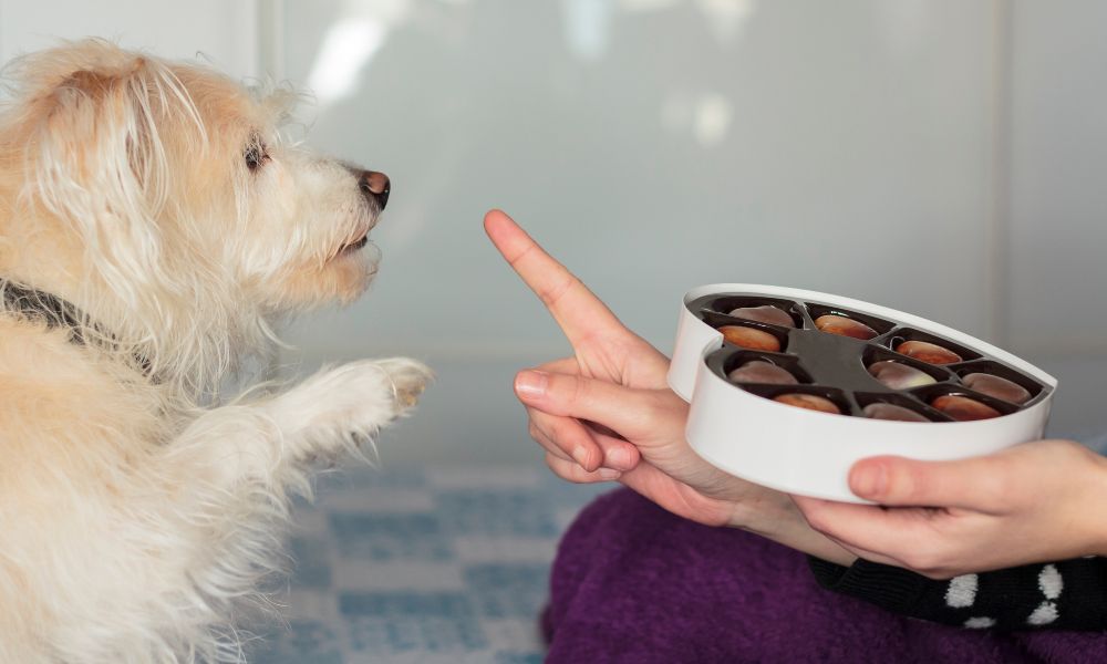 A dog being refused chocolate