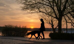 Silhouette of a lady walking in the dark with a dog, as the sun is setting