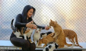 Pet sitter feeding cats with tinned food