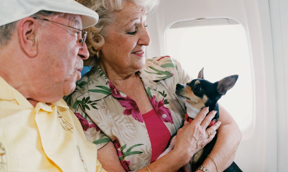 Elderly couple travelling on holiday with their dog in the cabin of the plane