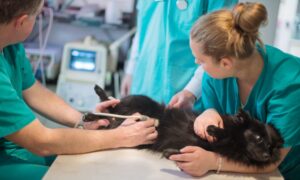 Two vets assessing a dog who has been involved in an accident