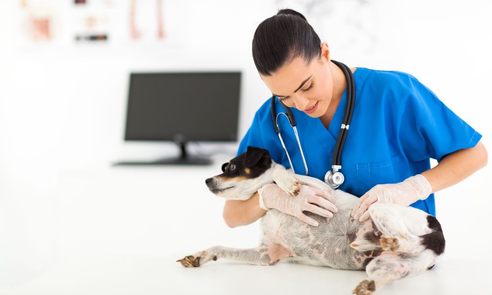 A vet checking over a white dog in an emergency situation