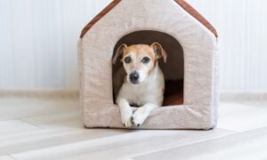 A small dog being home boarded in a small cosy fabric house