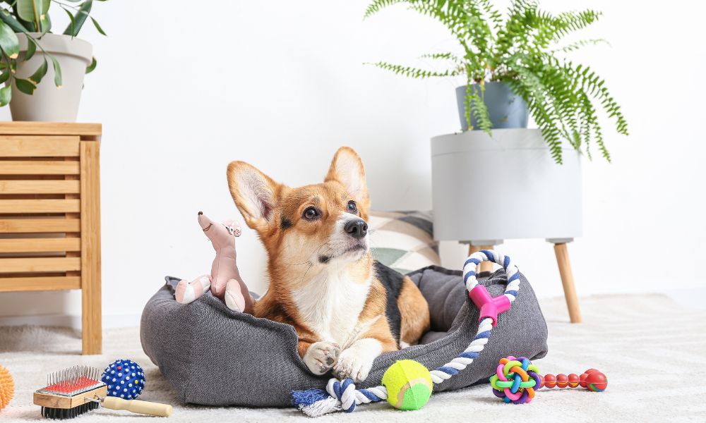 A dog having home boarding in a dog bed with their toys