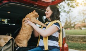 A cat sitter holding a ginger cat while taking them out of the car to take them to the vet.