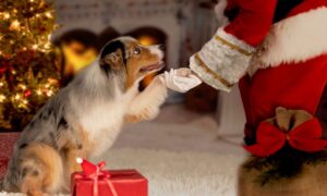 A pet gift guide includes presents to give to your family dog or cat.