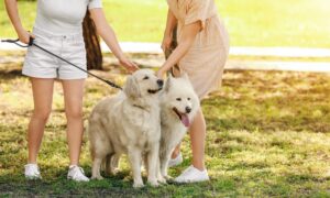 Two dog owners talking whilst walking their dogs in the park