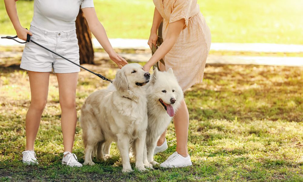 Two dog owners talking whilst walking their dogs in the park