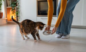 A cat sitter shown in a kitchen offering a cat a bowl of cat food
