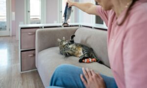 A lady pet sitter playing with a cat using a fish soft toy