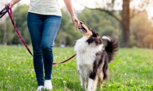 A lady walking with a dog on a lead in a UK park